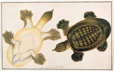 Tortuga de Río, Labie Labu, de Dibujos de Animales, Insectos y Reptiles de Malaca, c.1805-18 de Chinese School